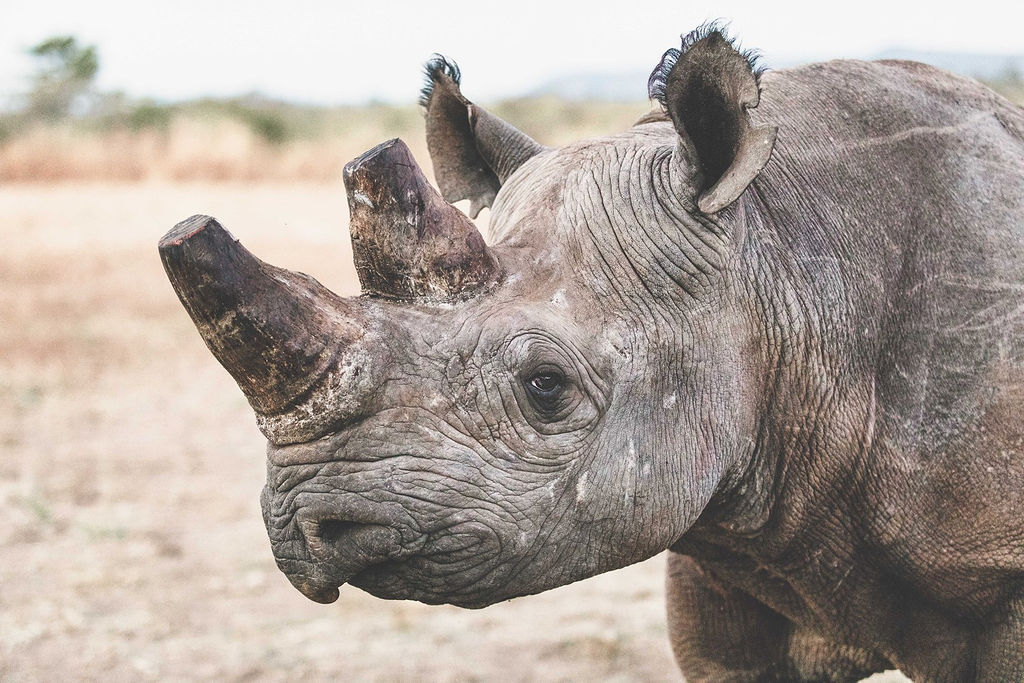 Black rhino